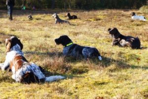 Unterstützung in der Jagdhundeausbildung