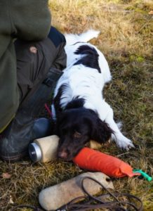 Unterstützung in der Jagdhundeausbildung