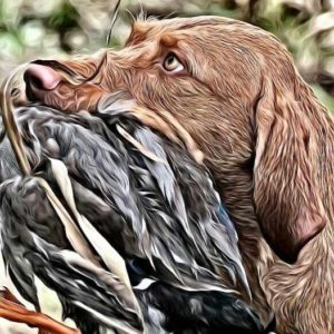 Unterstützung in der Jagdhundeausbildung Foto: Vizsla von der Wrangelsburg
