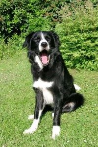 Die Kommunikation der Hunde - Hündisch für Anfänger und Fortgeschrittene