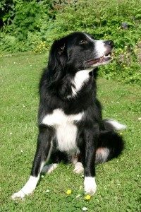 Die Kommunikation der Hunde - Hündisch für Anfänger und Fortgeschrittene