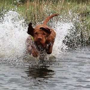 AntijagdtrainingFoto: Vizsla von der Wrangelsburg