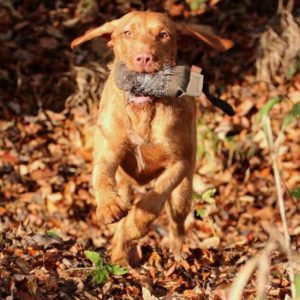 Vizsla von der Wrangelsburg