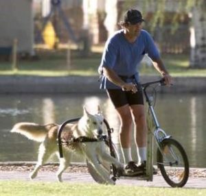 Dogscooter - Tretroller für Hunde und Menschen die aktiv sein wollen