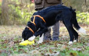 Spiele-Spaß für Hund und Halter- auch für schlechtes Wetter im Haus